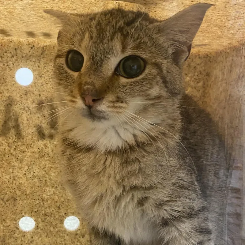A young small-sized female Torbie Domestic Short Hair cat named 71134 for adoption in Harrisonburg, VA