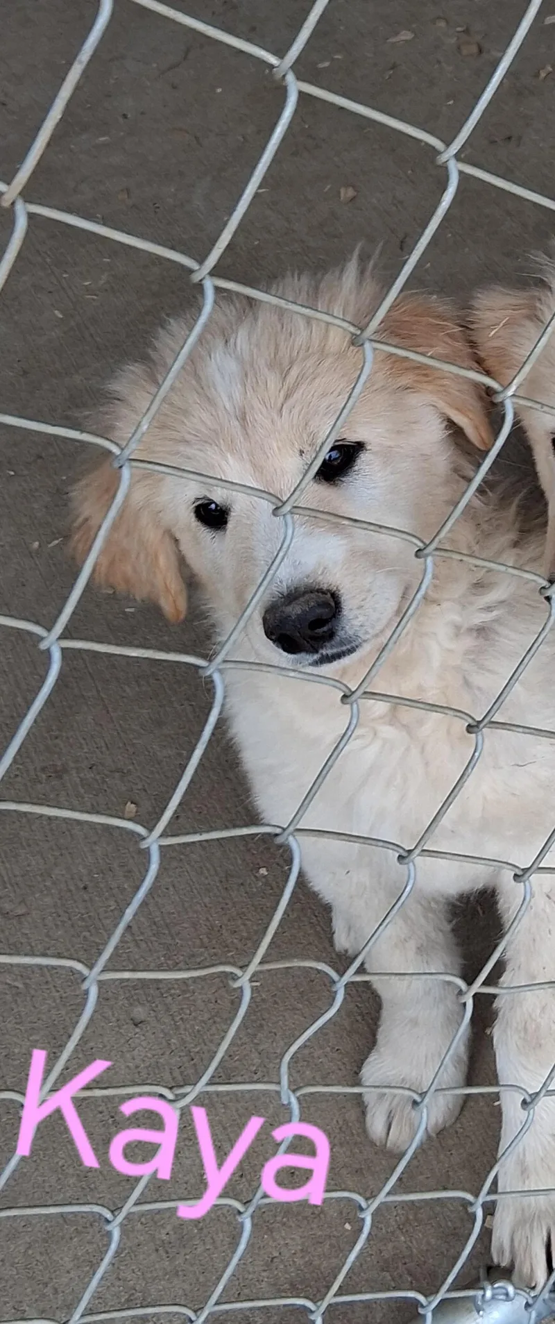 A baby medium-sized female Great Pyrenees dog named Kaya for adoption in Lynchburg, TN