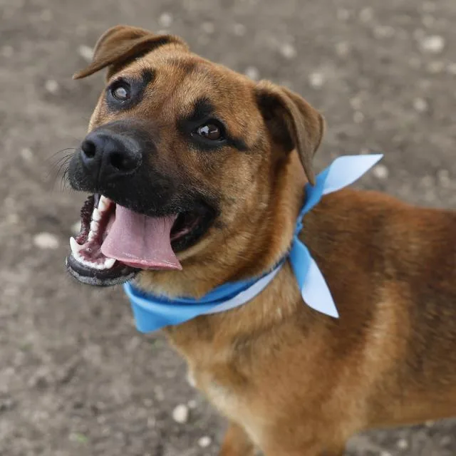 A young medium-sized male Shepherd dog named Bush for adoption in San Antonio, TX