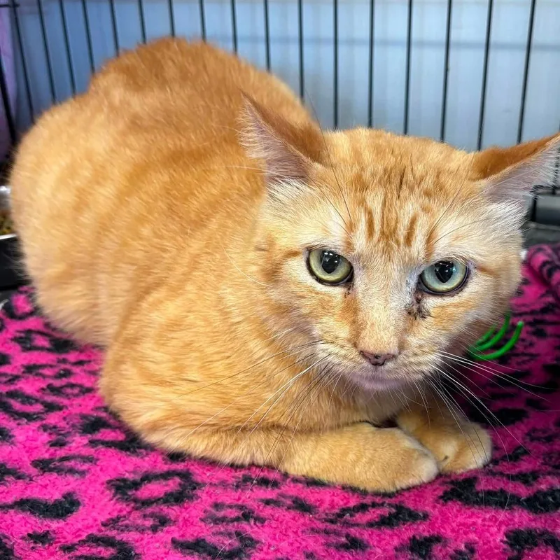 An adult large-sized male Orange / Red Domestic Short Hair cat named Sunny for adoption in Hamburg, NY