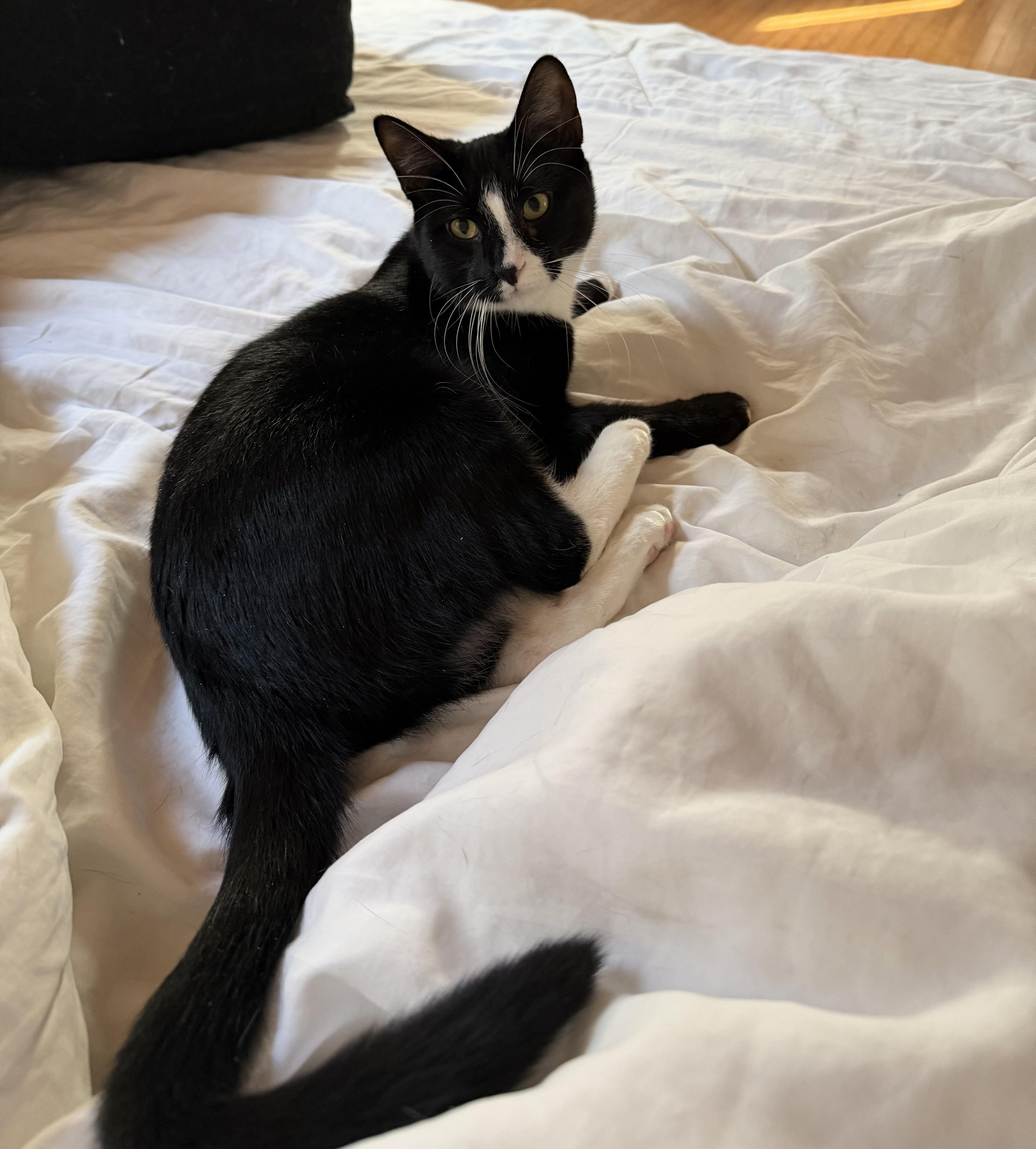 A young medium-sized male Black & White / Tuxedo Tuxedo cat named Bob for adoption in Brick, NJ