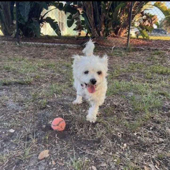 A senior small-sized female White / Cream West Highland White Terrier / Westie dog named Chanel for adoption in Indianapolis, IN