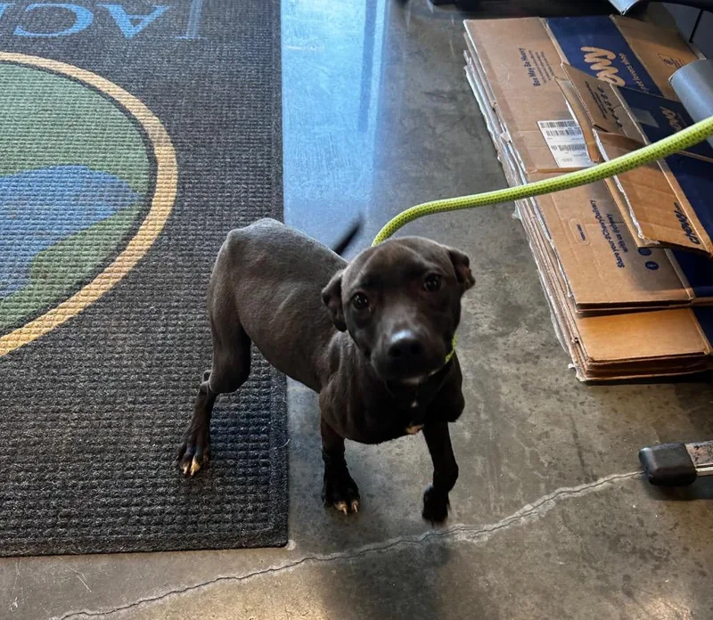 A baby medium-sized female Pit Bull Terrier dog named Sandy for adoption in Gautier, MS
