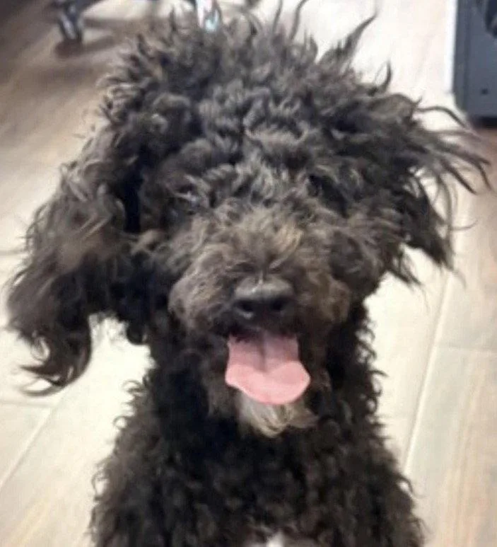 A young small-sized male Poodle dog named Pierre for adoption in Bloomfield, CT