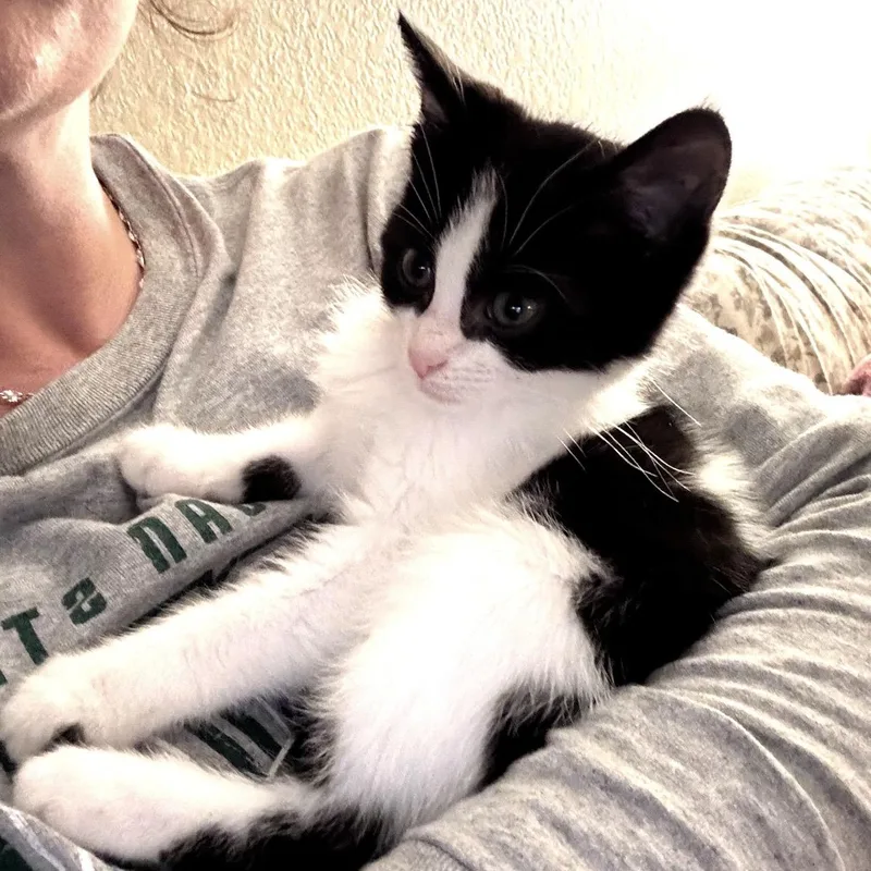 A baby small-sized male Black & White / Tuxedo Domestic Short Hair cat named Robin for adoption in Hudsonville, MI