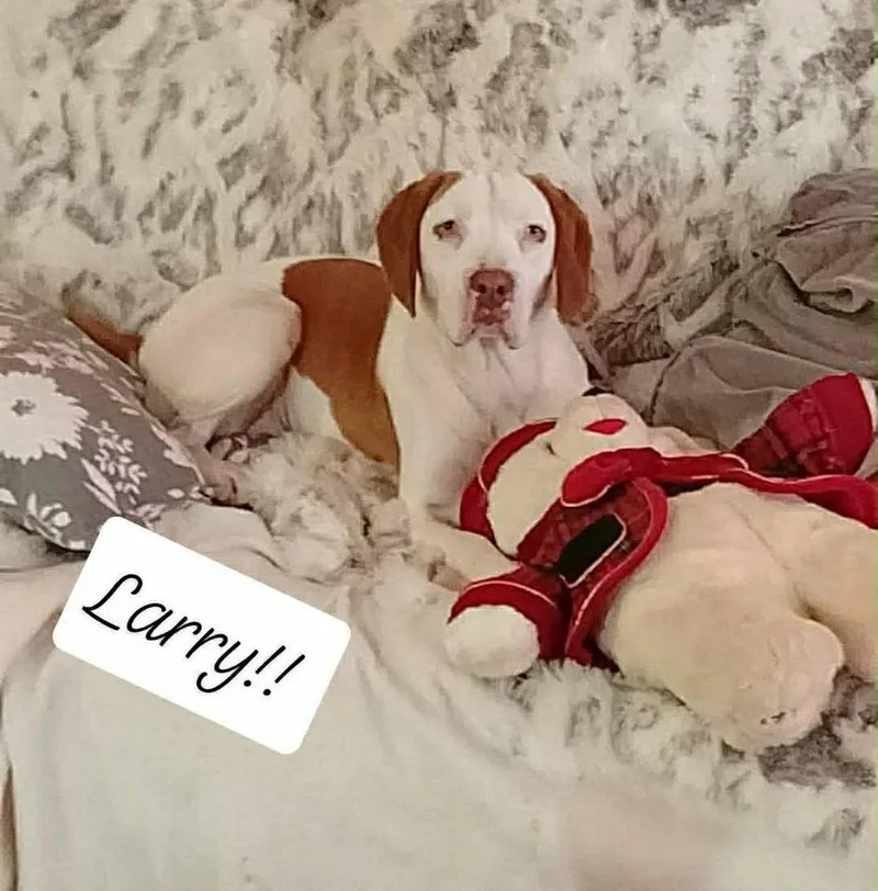 An adult medium-sized male Beagle dog named Larry for adoption in Cortez, CO
