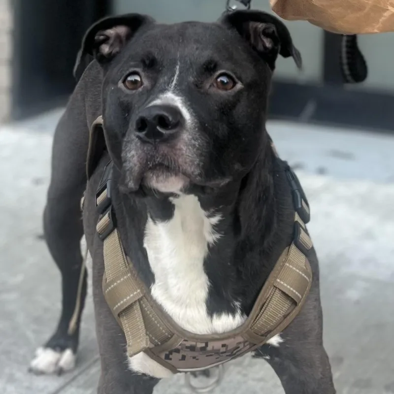 Baby Jojo thumbnail 3