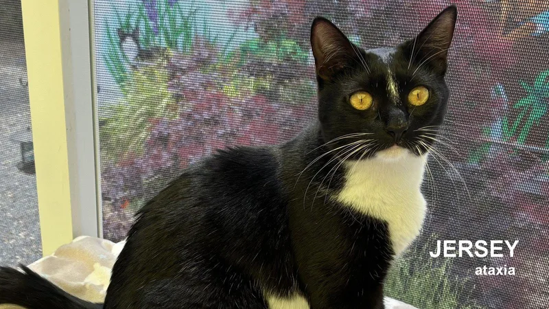 A young medium-sized female Domestic Short Hair cat named Jersey for adoption in Santa Rosa, CA