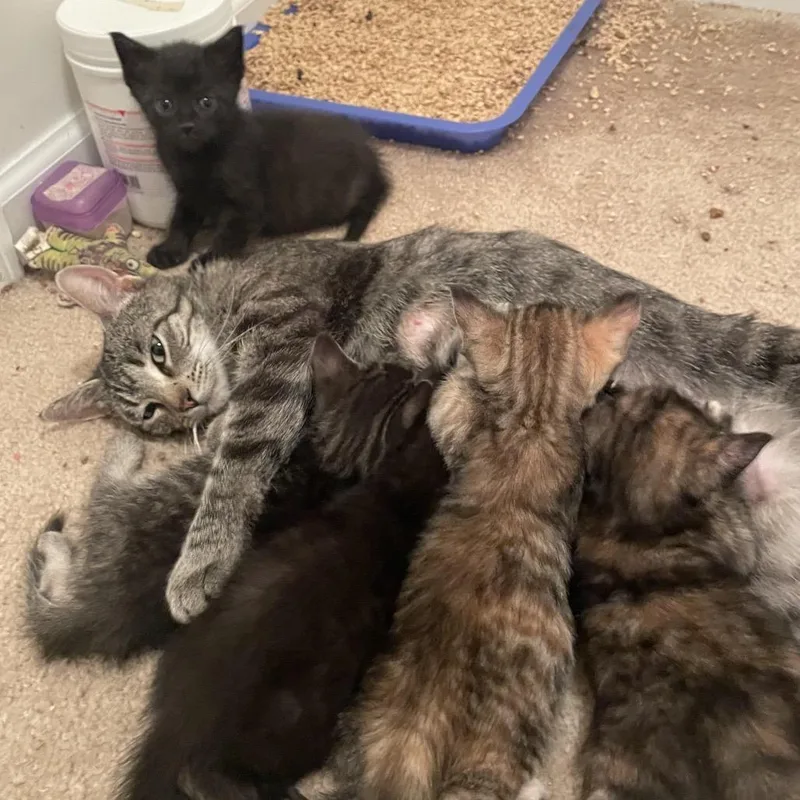 An adult small-sized female Brown / Chocolate Domestic Short Hair cat named Mom + for adoption in Springboro, OH