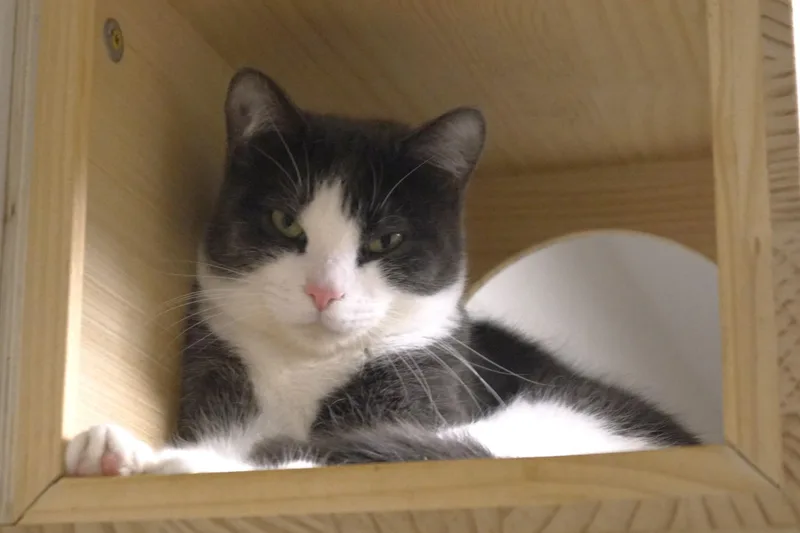 An adult medium-sized male Gray & White Domestic Short Hair cat named Dragonite for adoption in New Milford, CT