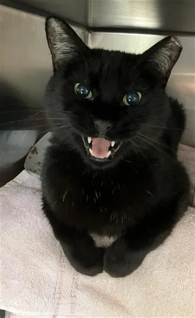 An adult medium-sized male Domestic Short Hair cat named Russell for adoption in Long Beach, CA