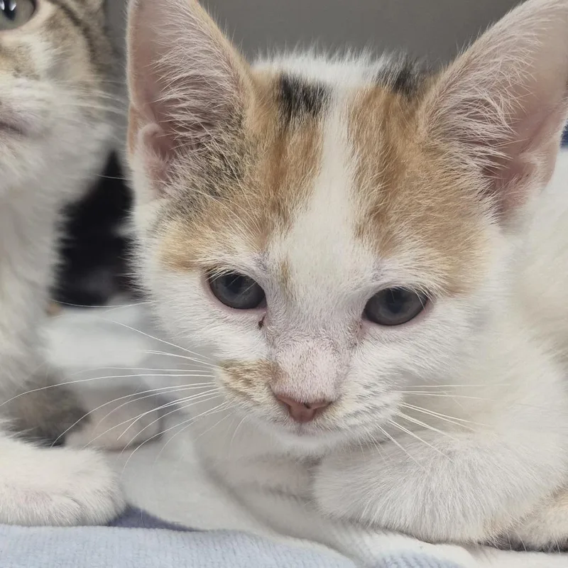 A baby small-sized female Calico Domestic Short Hair cat named Aisha for adoption in Newark, NJ