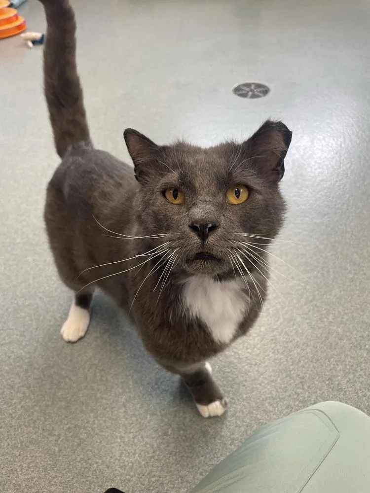 An adult large-sized male Domestic Short Hair cat named Pickles for adoption in Trenton, ME