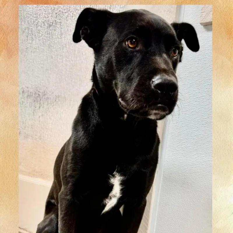 An adult medium-sized male Black Labrador Retriever dog named Rupert Aka Caspian for adoption in Casa Grande, AZ
