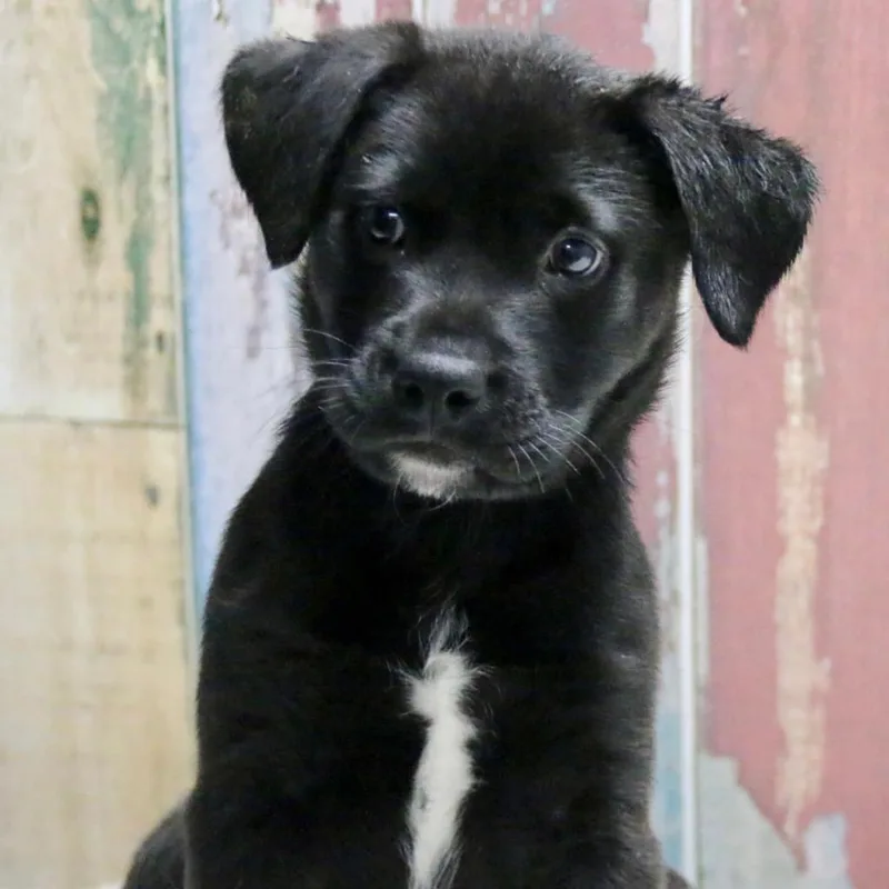 Rupert Aka Caspian thumbnail 2