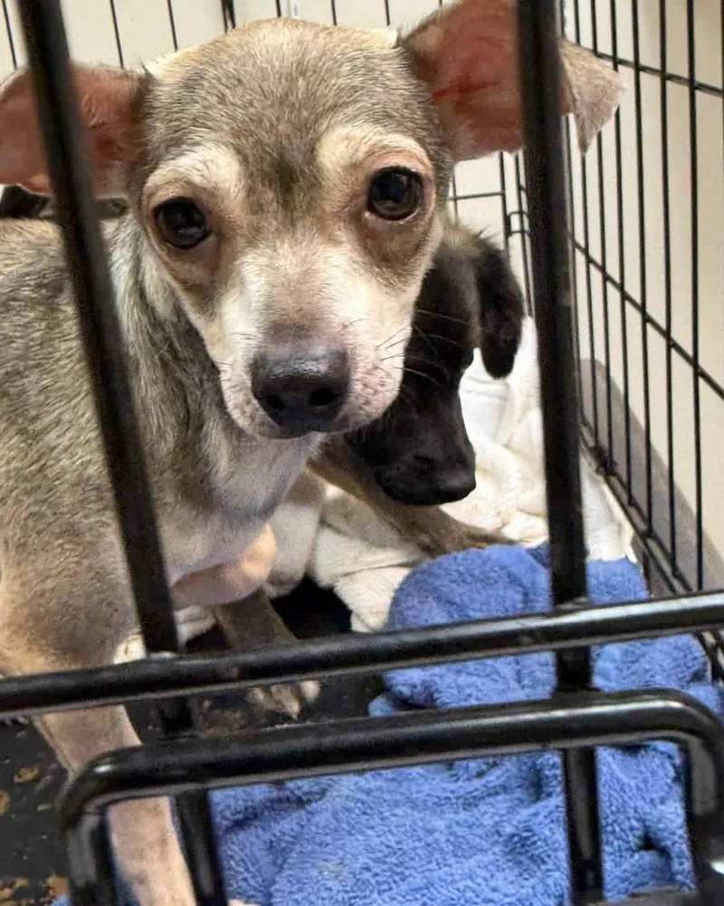 A young small-sized female Chihuahua dog named Pearl for adoption in Dripping Springs, TX