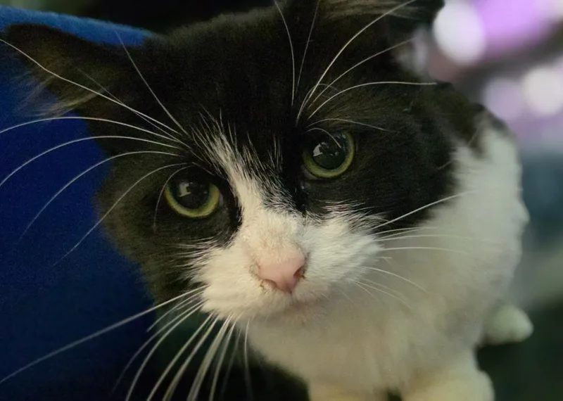 A young medium-sized female Domestic Short Hair cat named Sydney for adoption in Saginaw, MI