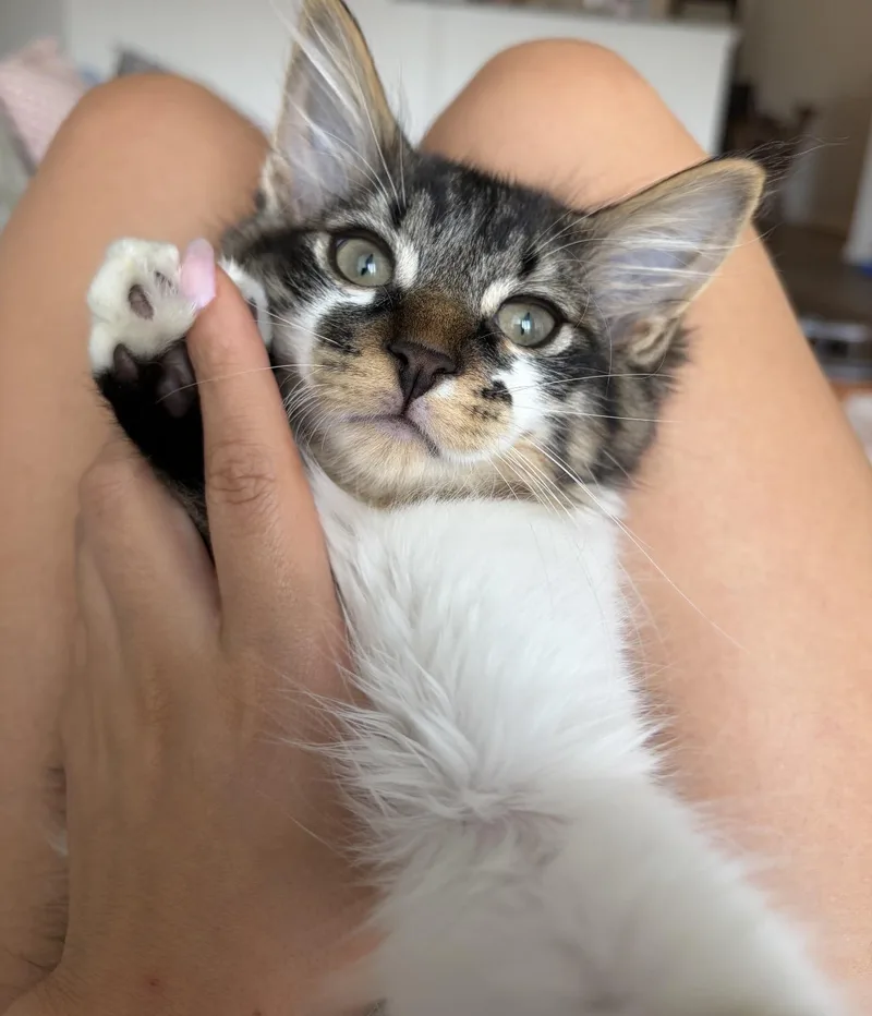 Julio