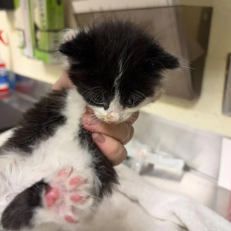 A baby small-sized female Black Domestic Short Hair cat named Compass for adoption in Asheville, NC