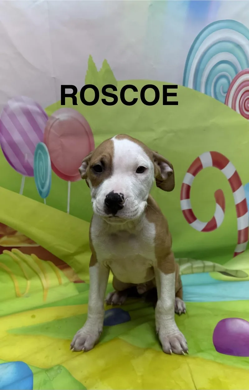 A baby medium-sized male Brown / Chocolate Pit Bull Terrier dog named Roscoe for adoption in Urbana, OH