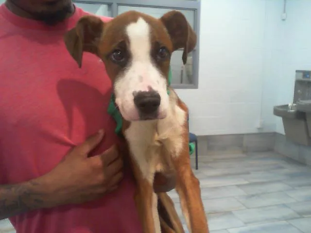 A young small-sized male Mixed Breed dog named A for adoption in Charlotte, NC