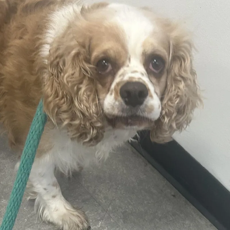 An adult medium-sized male Brown / Chocolate Mixed Breed dog named Piggy for adoption in Philadelphia, PA