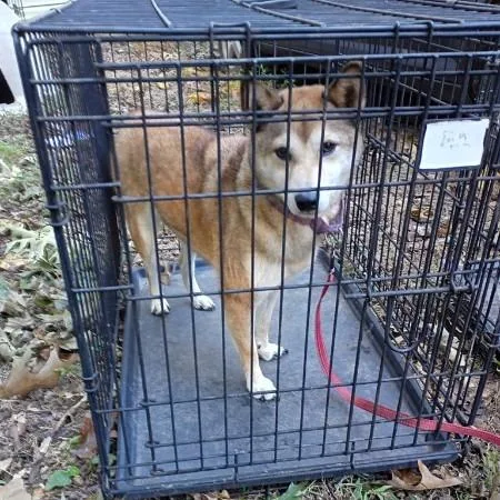 An adult medium-sized female Yellow / Tan / Blond / Fawn Shiba Inu dog named Yoko for adoption in Normal, IL