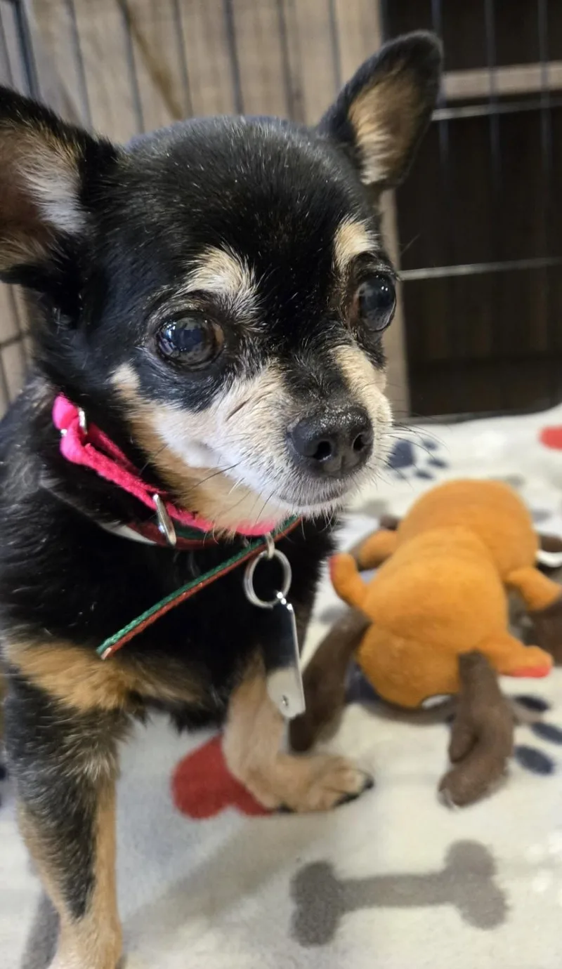 Pixie