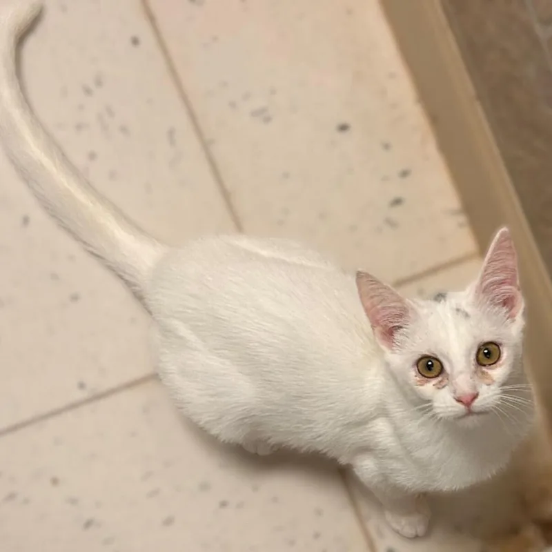 A young small-sized female Domestic Short Hair cat named Everybody Say Colorado for adoption in Davenport, IA