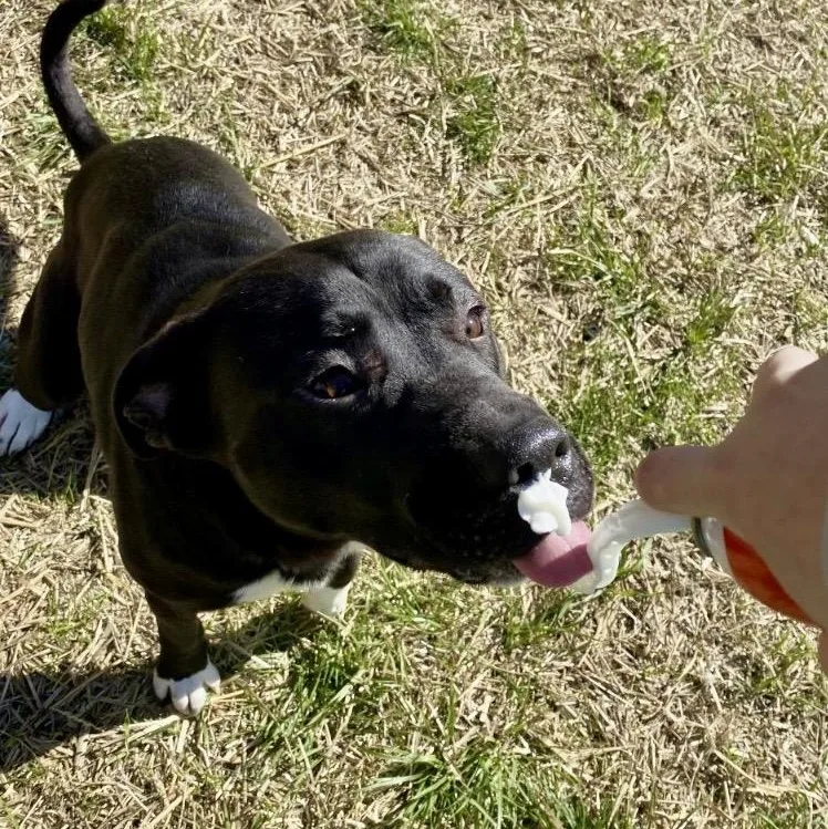 A young medium-sized female Black Labrador Retriever dog named Andromeda for adoption in Warwick, RI