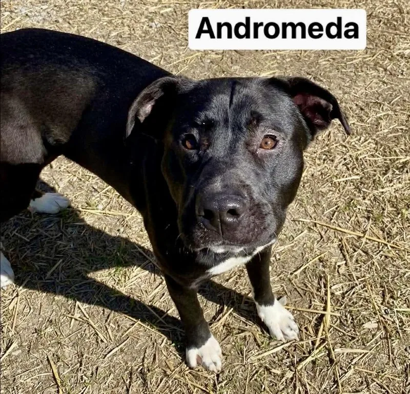 Andromeda thumbnail 2