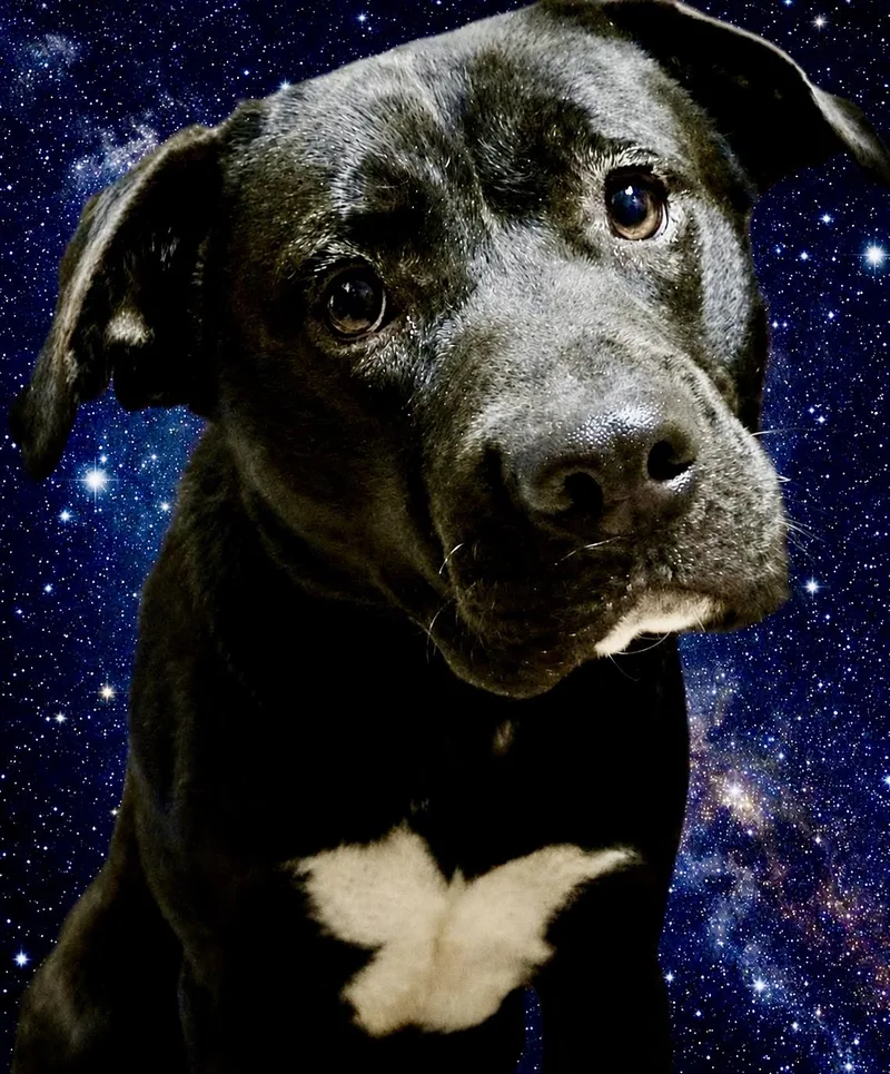 Andromeda thumbnail 3