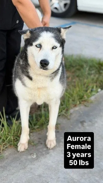 Aurora thumbnail 2