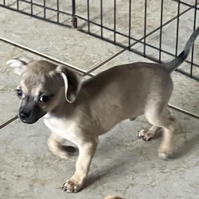 A baby small-sized male Black Chihuahua dog named Sunny for adoption in citrus heights, CA