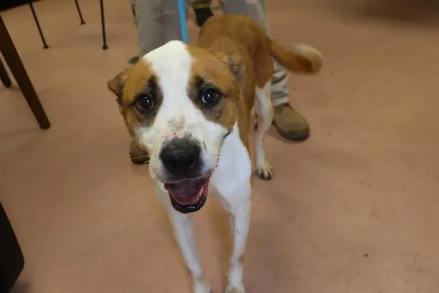 An adult medium-sized male Mixed Breed dog named Winston for adoption in Columbia, SC