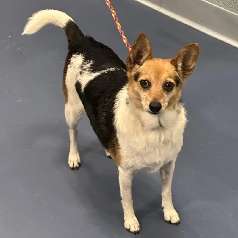 An adult small-sized female Tricolor (Brown, Black, & White) Chihuahua dog named Pearl for adoption in Greensboro, NC