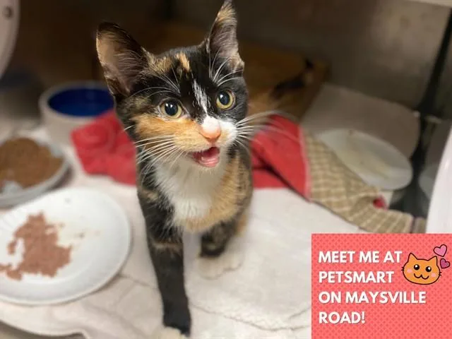 A baby small-sized female Domestic Short Hair cat named Clementine for adoption in Fort Wayne, IN