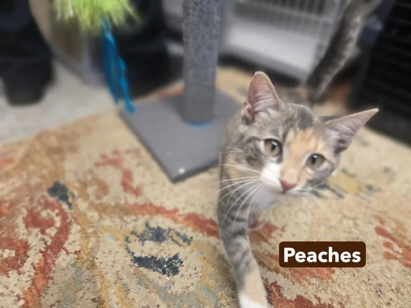 Mango and Peaches