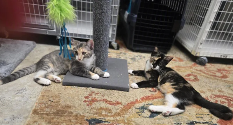 Mango and Peaches thumbnail 2