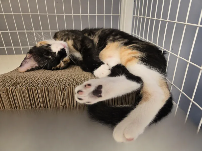 Mango and Peaches thumbnail 3