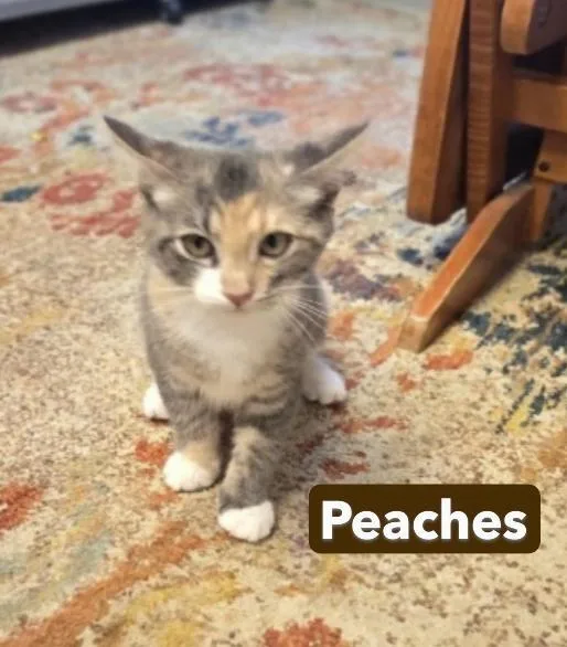 Mango and Peaches thumbnail 4