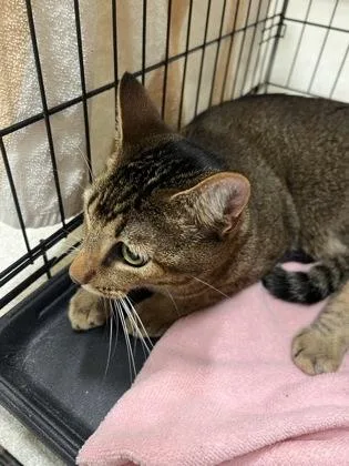An adult small-sized male Domestic Short Hair cat named Yuji for adoption in Honolulu, HI