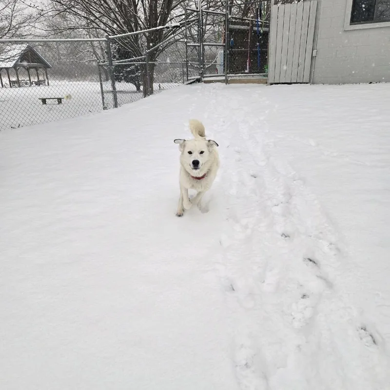 An adult medium-sized female White / Cream Mixed Breed dog named Luna for adoption in Hendersonville, NC