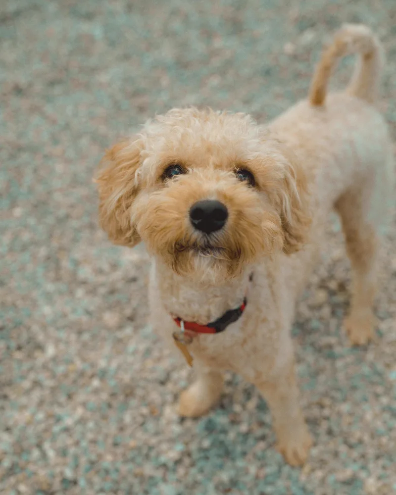 A young small-sized male Poodle dog named Butters for adoption in Cincinnati, OH