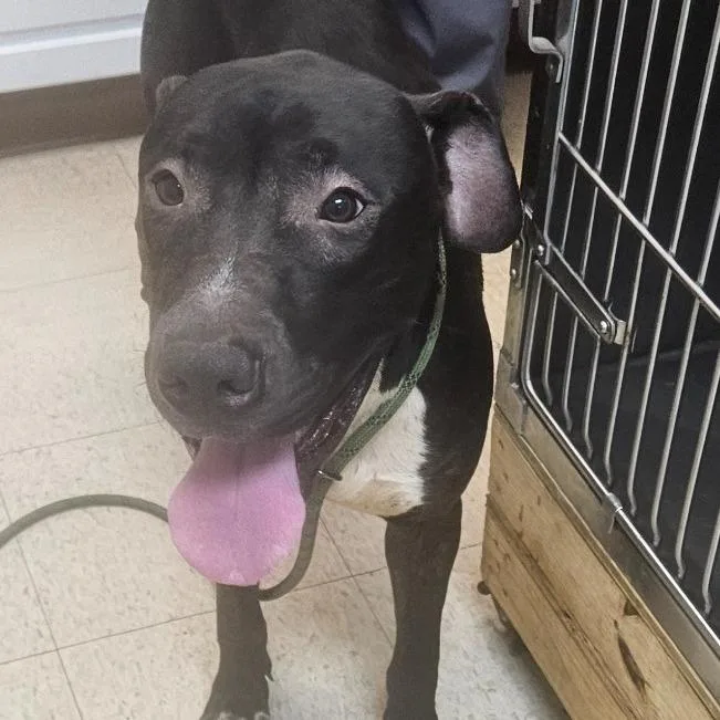 An adult large-sized male Brindle Mixed Breed dog named Duke for adoption in Mocksville, NC