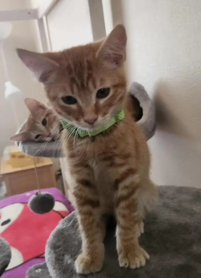 A baby small-sized male Orange / Red Tabby cat named Gilbert  AZ Litter for adoption in Anthem, AZ