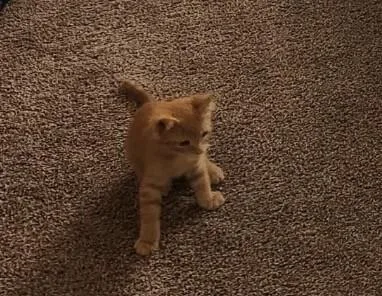 Gilbert  AZ Litter thumbnail 2