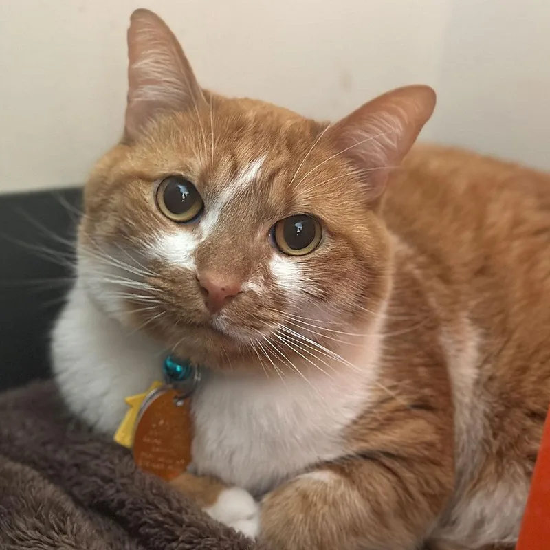An adult small-sized male Domestic Short Hair cat named Ratio for adoption in Port Washington, NY