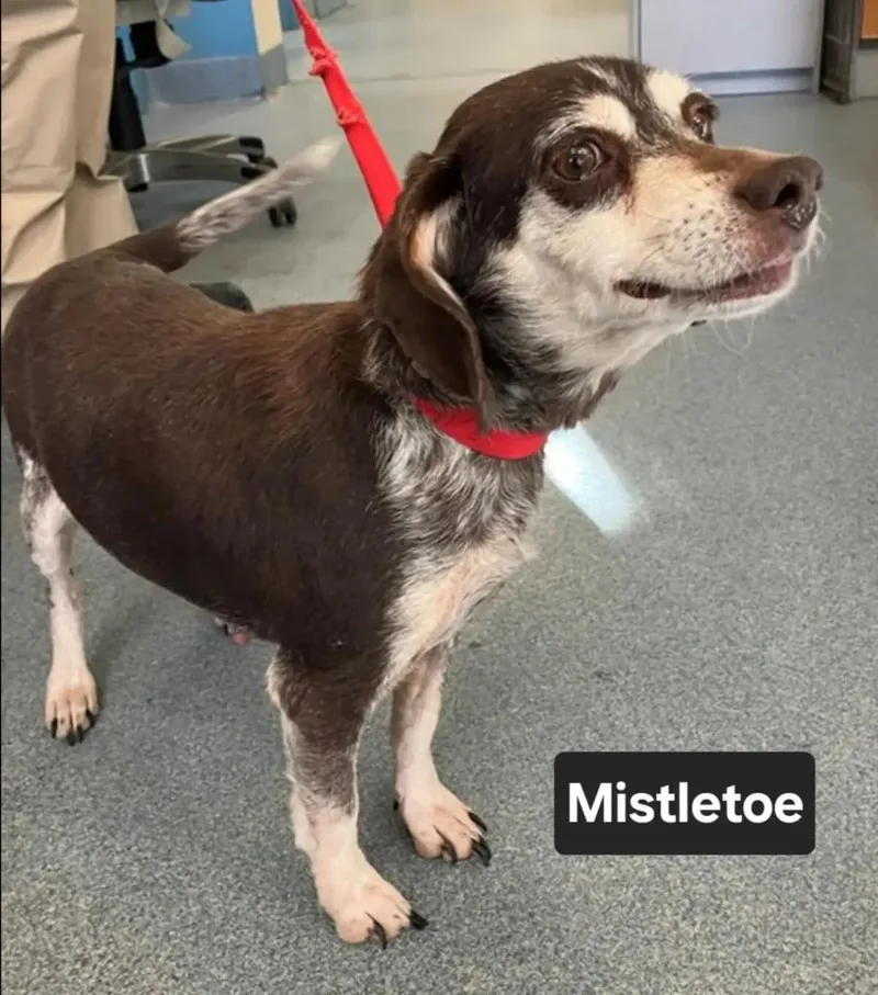 Mistletoe Suffolk thumbnail 2