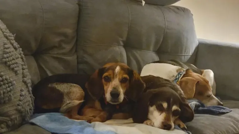 Mistletoe Suffolk thumbnail 3